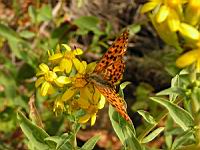 Papillon (ord Lepidopteres) (Photo F. Mrugala) (3)